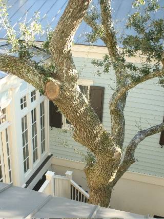 king-exterior-oak-tree-3