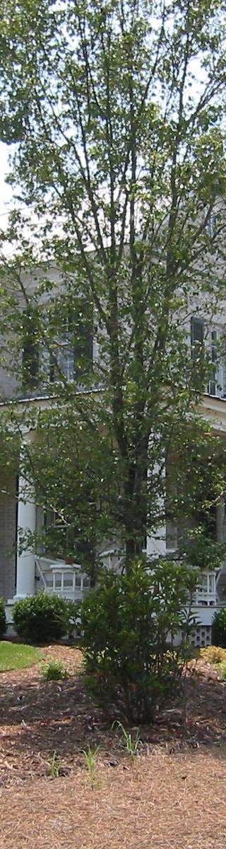 IMG_0387